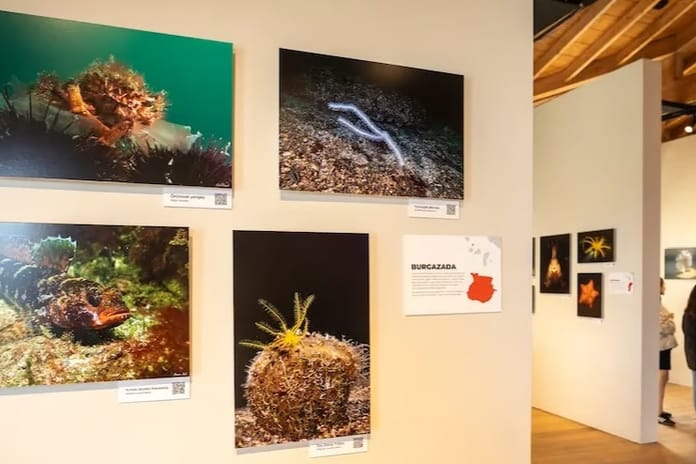 İstanbul’un sualtı yaşamı alarm veriyor