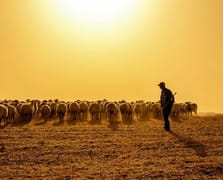 Hayvancılık sektörüne yabancı çoban desteği başvuruları başladı