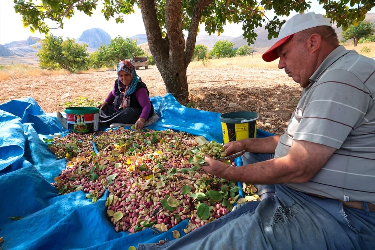 Malatya'da fıstık hasadı heyecanı