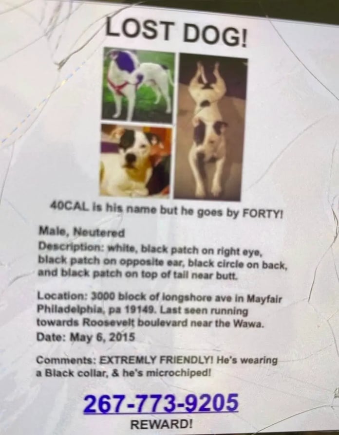 Forty için 11 yıl önce verilen kayıp ilanı - New York Post