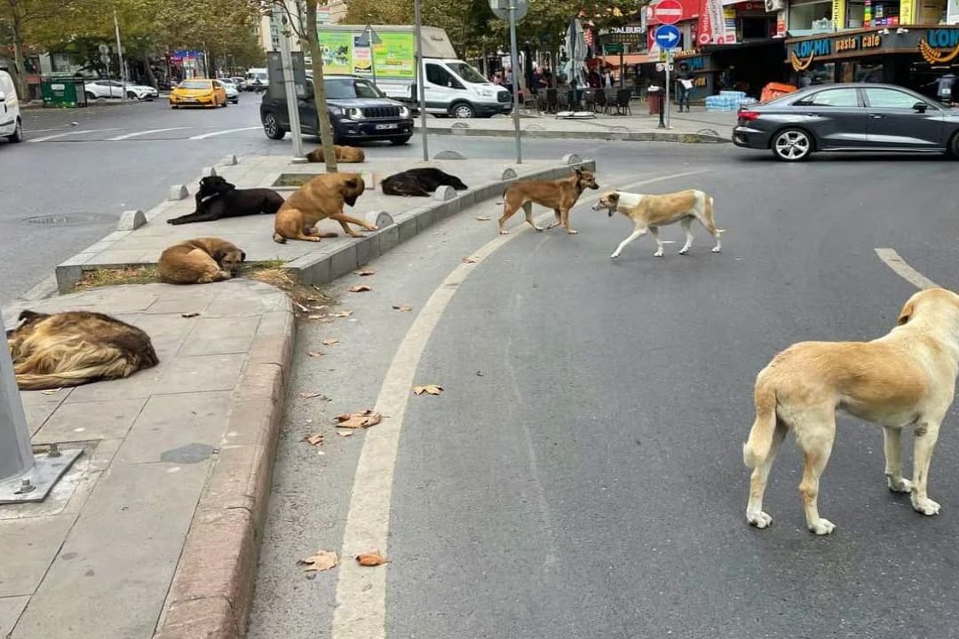 Yenikapı metroda köpeğin ısırdığı İrlandalı turist açtığı da
