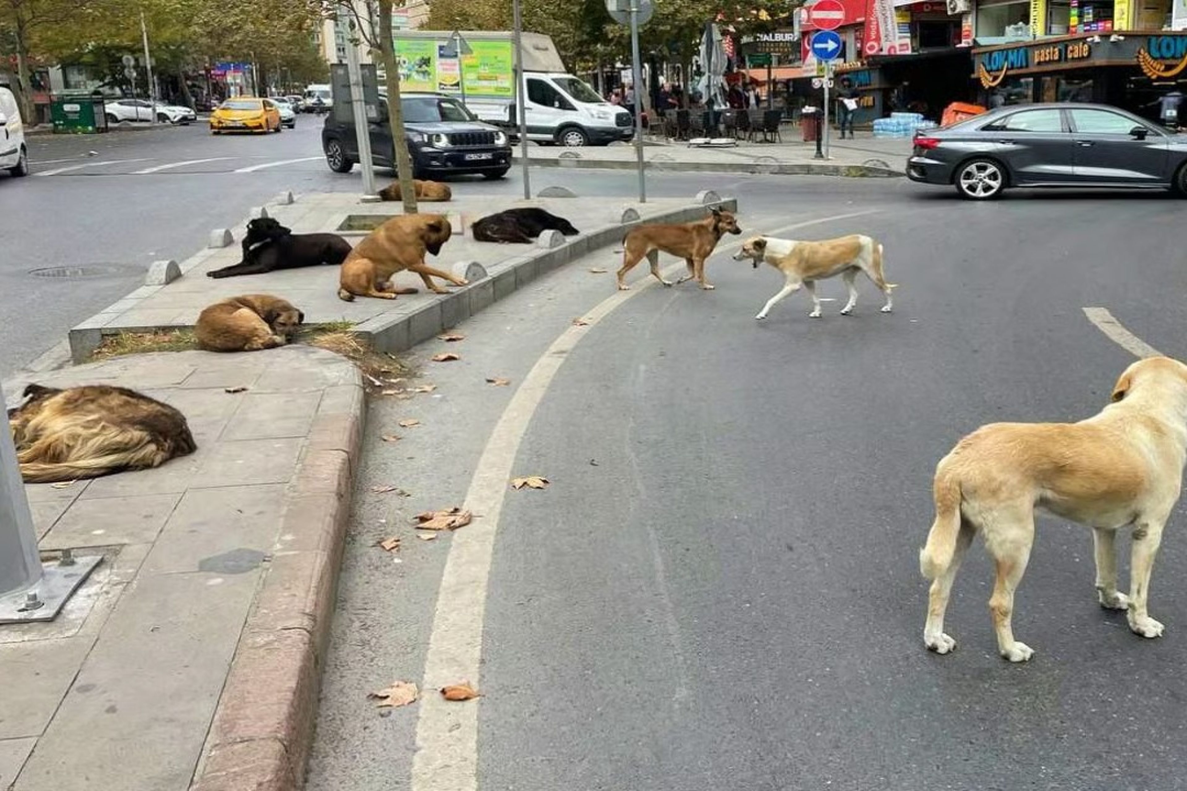 Yenikapı metroda köpeğin ısırdığı İrlandalı turist açtığı davayı kazandı 