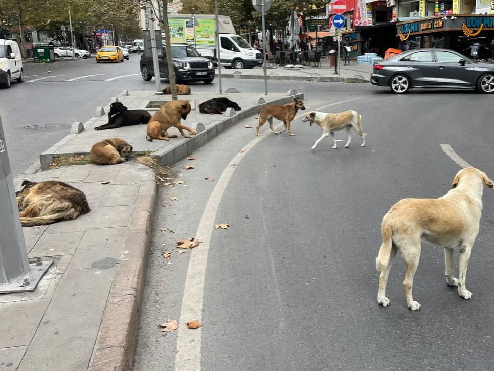 Yürüyüş yapan kadına başıboş köpekler saldırdı