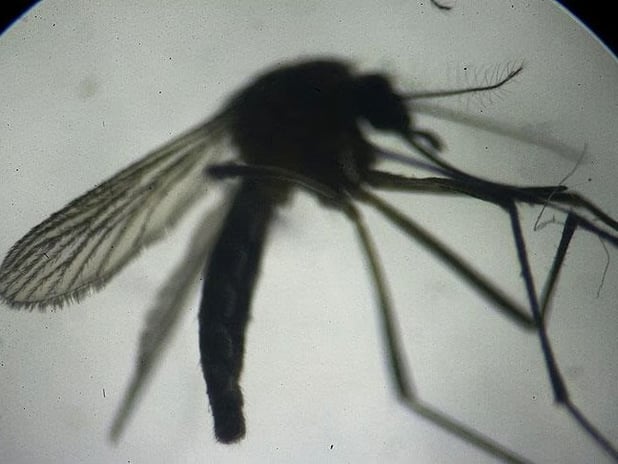 ABD'de etçil larva tehdidine karşı sinek operasyonu