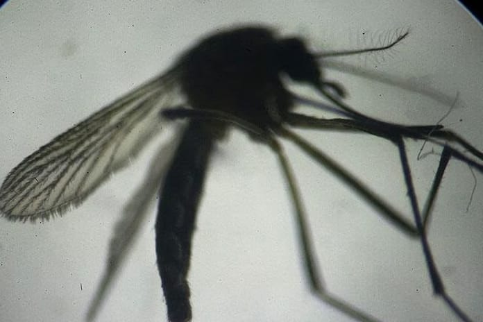 ABD'de etçil larva tehdidine karşı sinek operasyonu