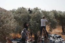 Filistin'in zeytin ağaçları işgale direniyor