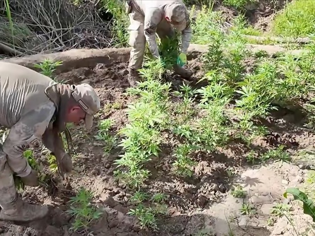 Diyarbakır'da dev uyuşturucu operasyonu 12 milyon kök kenevir ele geçirildi