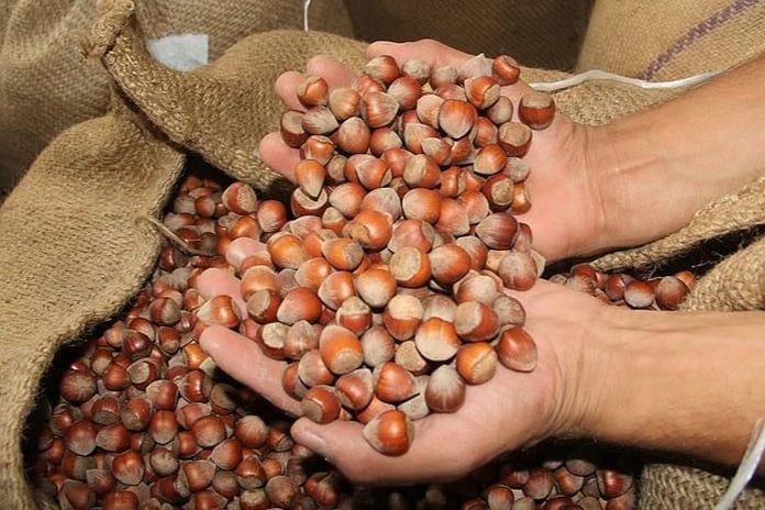 Tarım Kredi'den üreticiye destek hamlesi: Fındıkta en yüksek alım fiyatı açıklandı