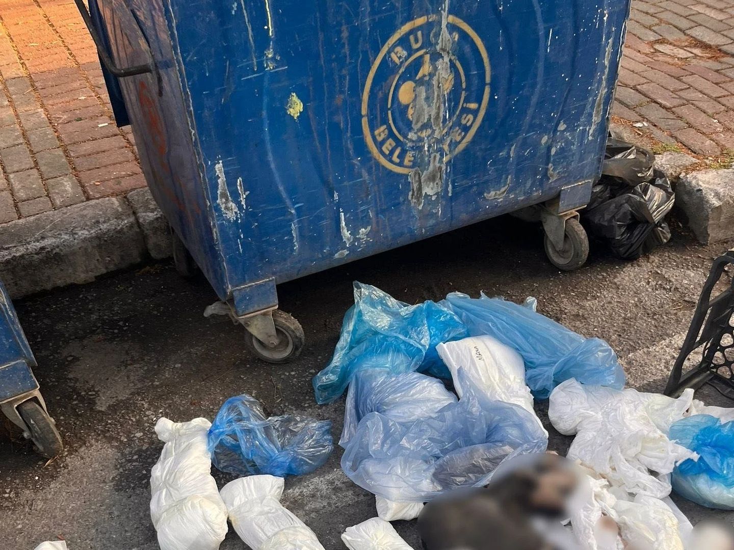 Çöp konteynerinde 33 kedi ölü bulunmuştu: Veteriner hekim suçunu itiraf etti!