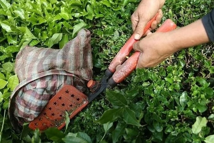 Türk çayının ihracat geliri ocakta yüzde 66 arttı