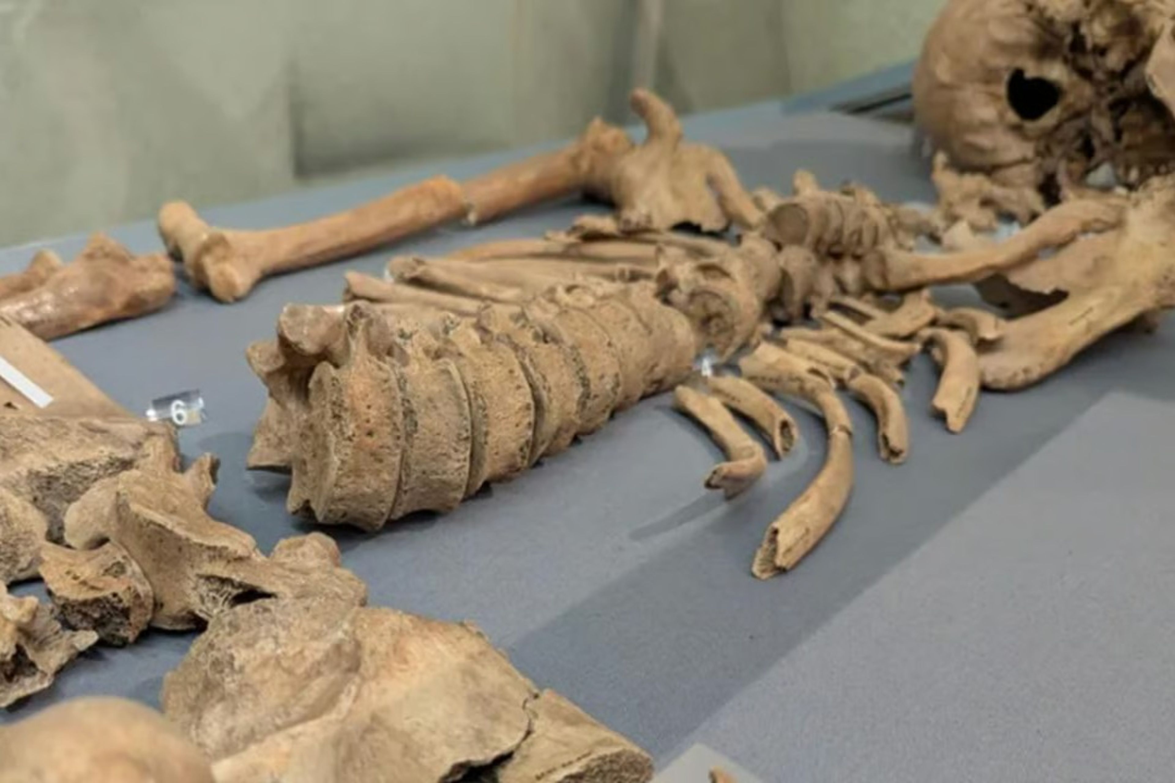 2000 yıl sonra kanıtlandı: Gladyatörler aslanlarla dövüştü