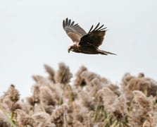 Göklerin sahipleri Uluabat Gölü'nü mesken tuttu