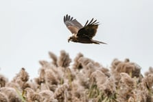 Göklerin sahipleri Uluabat Gölü'nü mesken tuttu