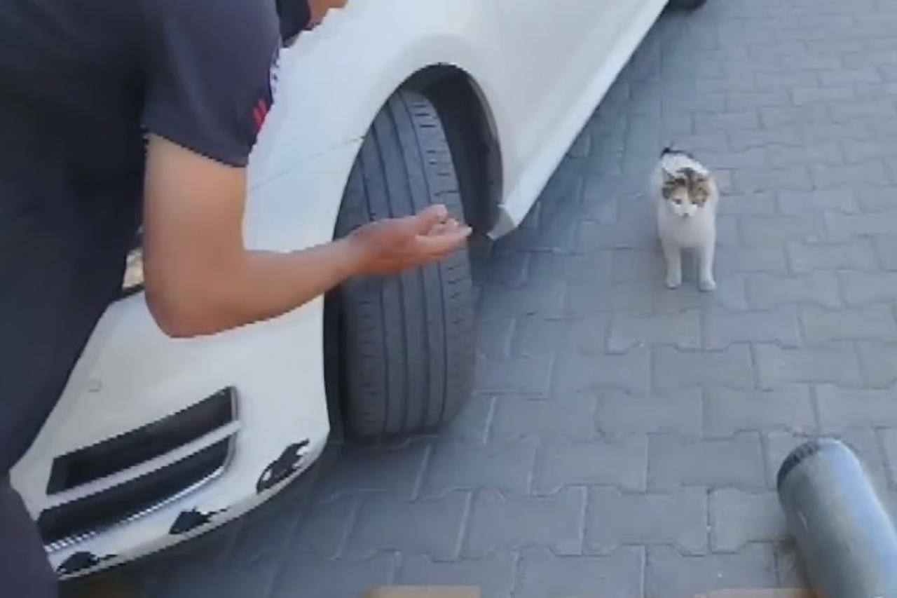 Anne kedi yavruları kurtarılana kadar aracın başında bekledi