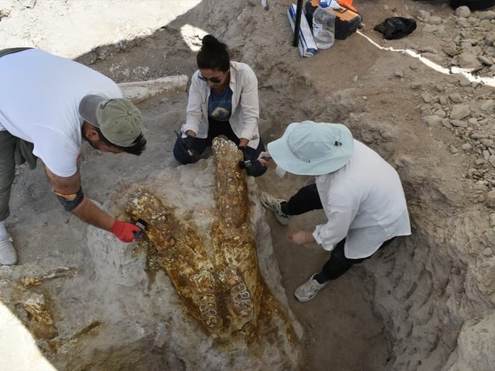 Kayseri'de 7,7 milyon yıllık üç fil kafatası bulundu