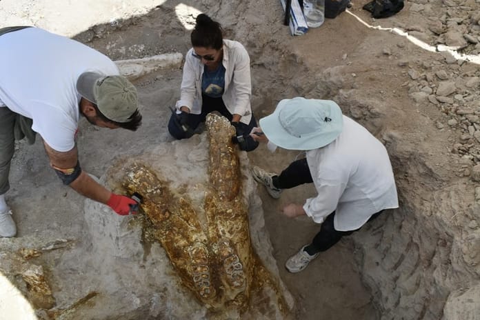 Kayseri'de 7,7 milyon yıllık üç fil kafatası bulundu