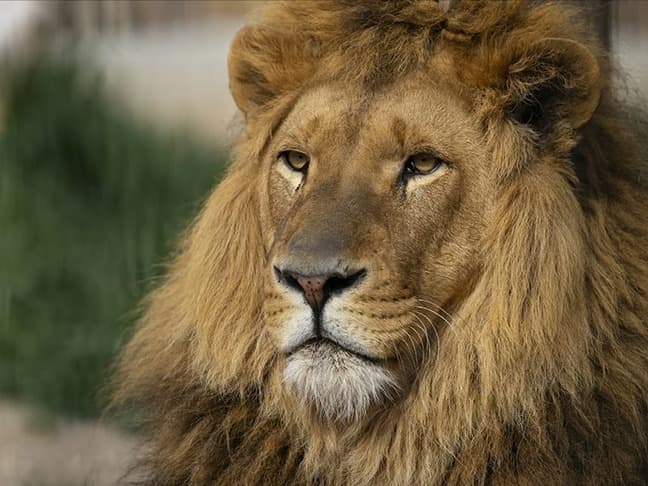 Firari aslan "Zeus" itlaf oldu