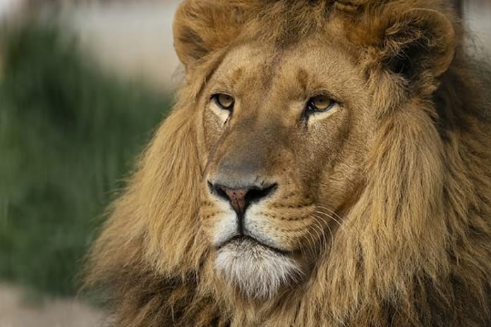 Hayvanat bahçesinden kaçan aslan itlaf edildi, Valilik soruşturma başlattı