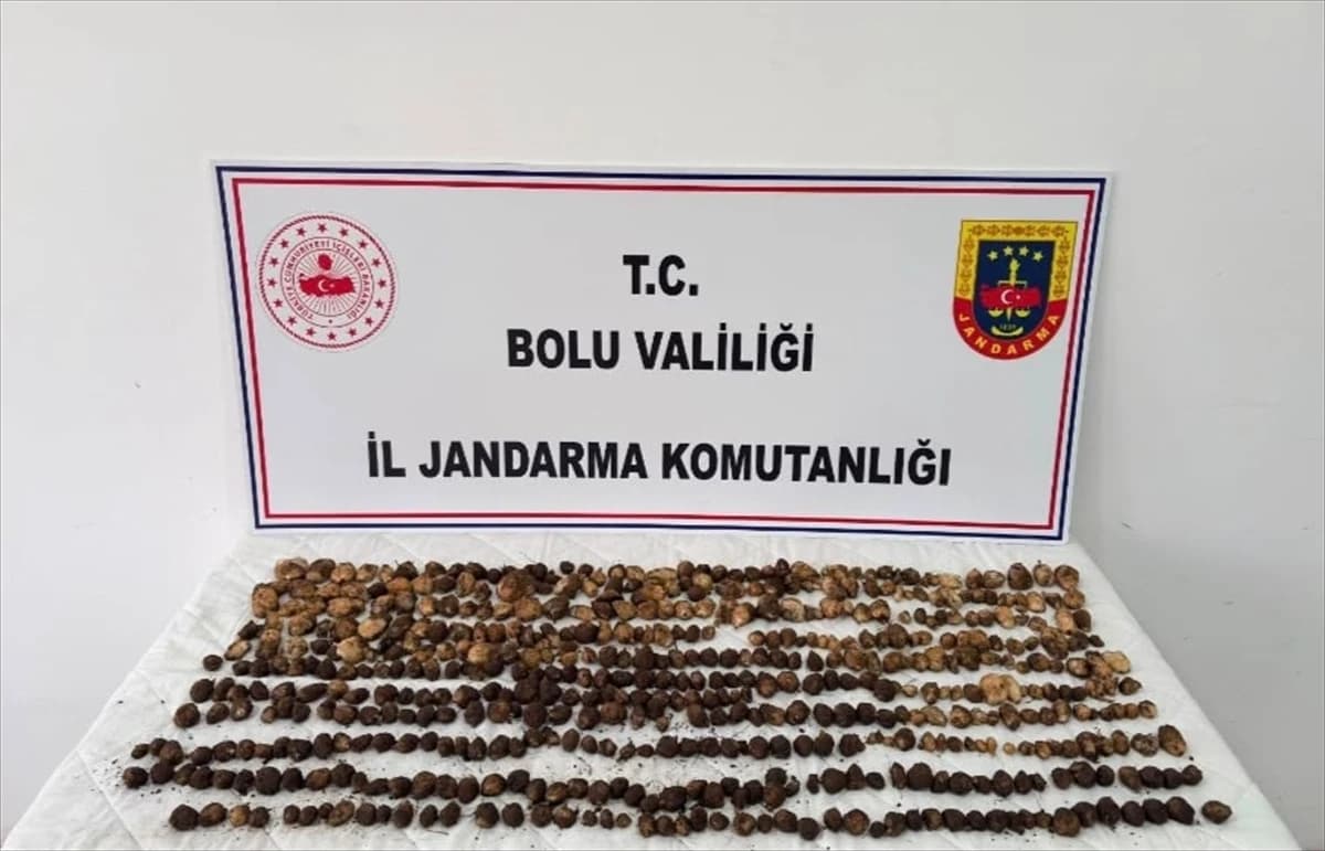 Yabani salep neden korunuyor
