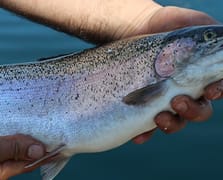 Denizi olmayan Kayseri'den, dünya sofralarına Somon