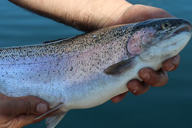 Denizi olmayan Kayseri'den, dünya sofralarına Somon
