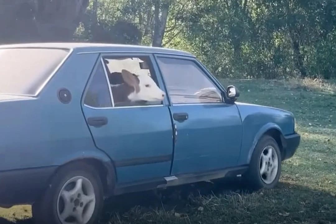 Buzağısını taşıyan aracın peşinden ayrılmadı