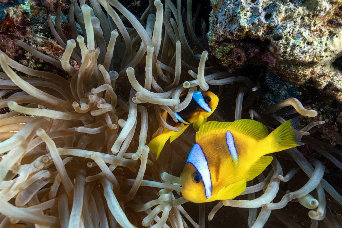 Kızıldeniz'in altındaki harikalar diyarı