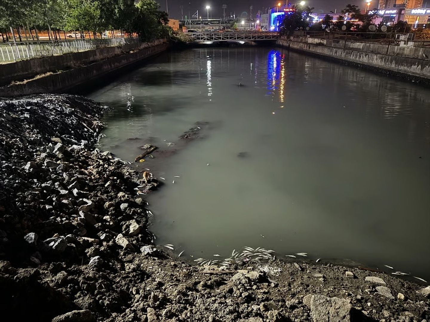 Bakırköy Çırpıcı Deresi’nde toplu balık ölümü: Binlerce balık kıyıya vurdu