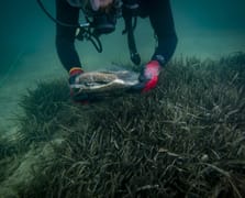 Arkeologlar su altında 7 bin yıllık kalıntılar buldu