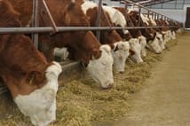 Şap hastalığında iyileşme sürecini hızlandıran bitkisel sprey üretildi