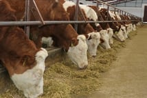 Şap hastalığında iyileşme sürecini hızlandıran bitkisel sprey üretildi