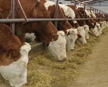 Şap hastalığında iyileşme sürecini hızlandıran bitkisel sprey üretildi