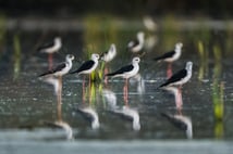 Zarif göç başladı: Uzunbacaklar kışlama alanlarına doğru yola çıktı