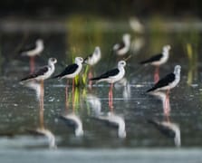 Zarif göç başladı: Uzunbacaklar kışlama alanlarına doğru yola çıktı
