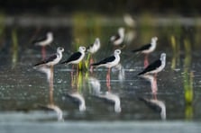 Zarif göç başladı: Uzunbacaklar kışlama alanlarına doğru yola çıktı