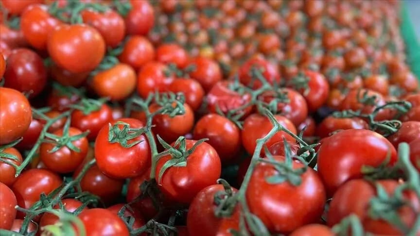 İstanbul marketlerinden alınan domateslerde pestisit