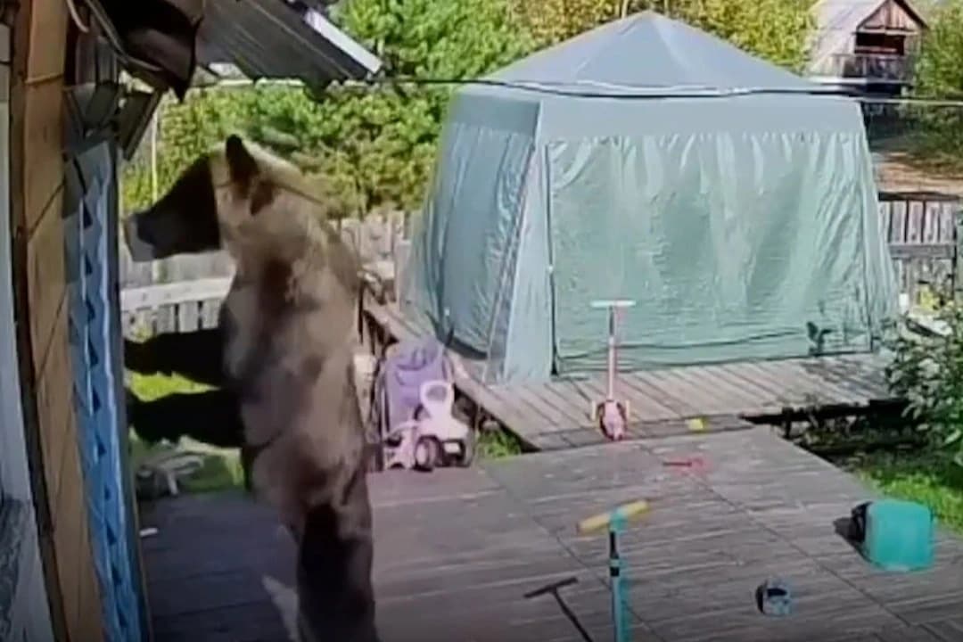Eve girmeye çalışan ayı korkup kaçtı
