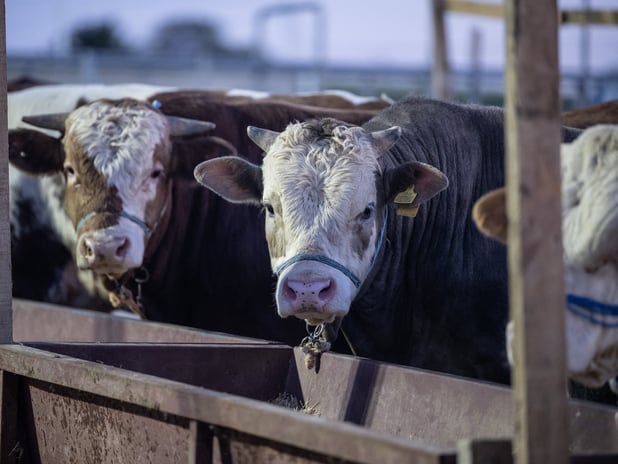 Bakan Yumaklı'dan kurbanlık fiyatlarında spekülasyon uyarısı