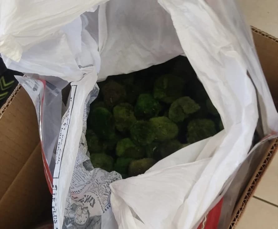 8,5 kilo canlı yeşil alg bulundu