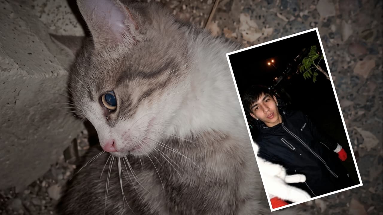 Kediye işkence görüntülerine soruşturma! Gözaltı talimatı verildi