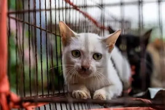 Vietnam'da kedi eti çetesine operasyon: Kesilmek üzere çalınan 400 kedi kurtarıldı