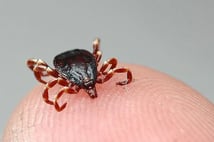 Tokat'ta kene can aldı! 21 yaşındaki genç öldü 