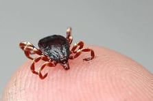 Tokat'ta kene can aldı! 21 yaşındaki genç öldü 