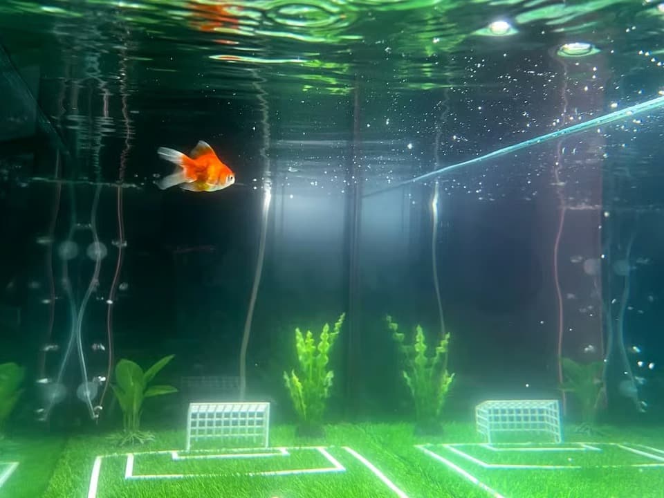 Japon balıkları için emsal karar