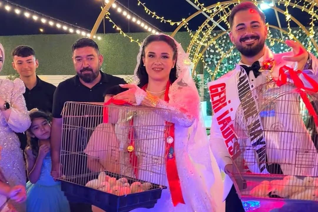 Düğünde şaşkına çeviren hediye! Altın yerine civciv taktı