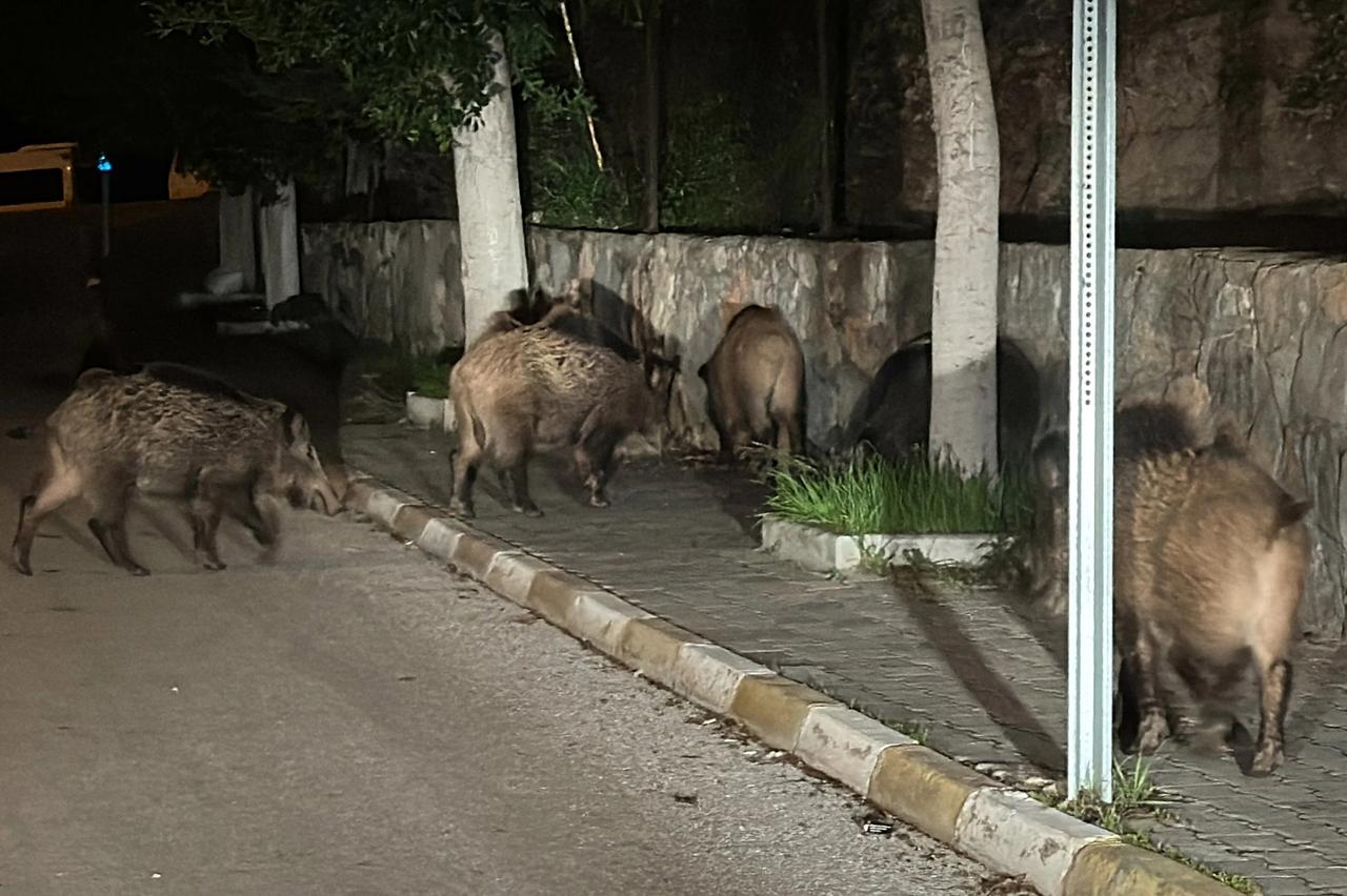 Başıboş domuzlarla selfie çekmeye başladılar