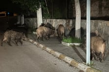 Bazı vatandaşlar domuzlarla selfie çekmeye başladı