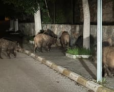 Bazı vatandaşlar domuzlarla selfie çekmeye başladı