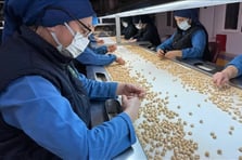 Türkiye, fındık ihracatından 8 ayda 1,9 milyar doları aşkın gelir sağladı