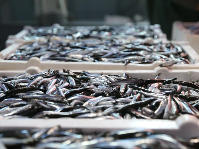 Hamsi ihracatından elde edilen gelir 2025'te yüzde 7 arttı